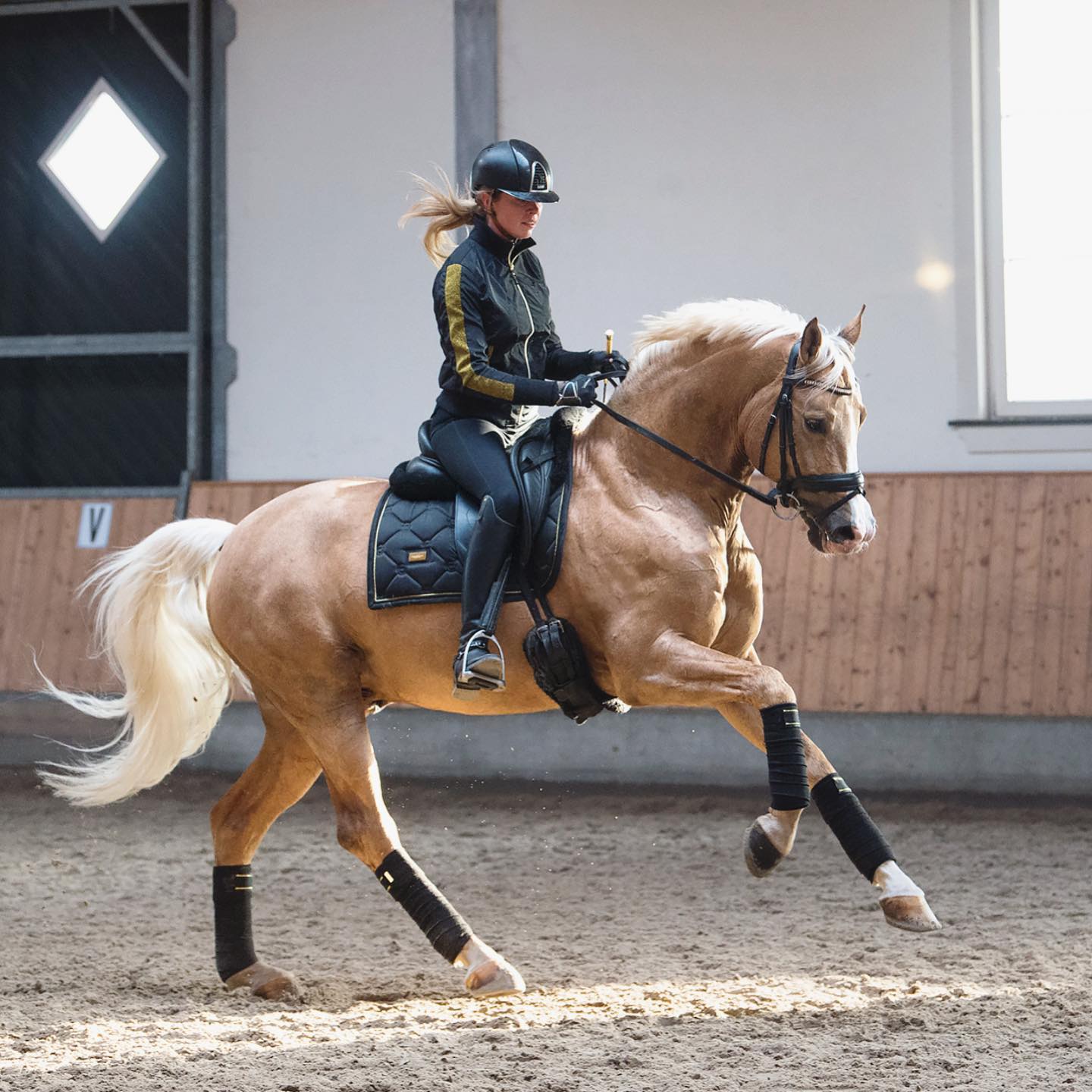 Palomino Dressage Stallions